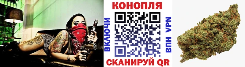 Конопля сатива  Талдом 